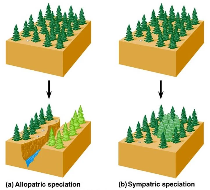 Allopatric speciation vs Sympatric speciation.jpg