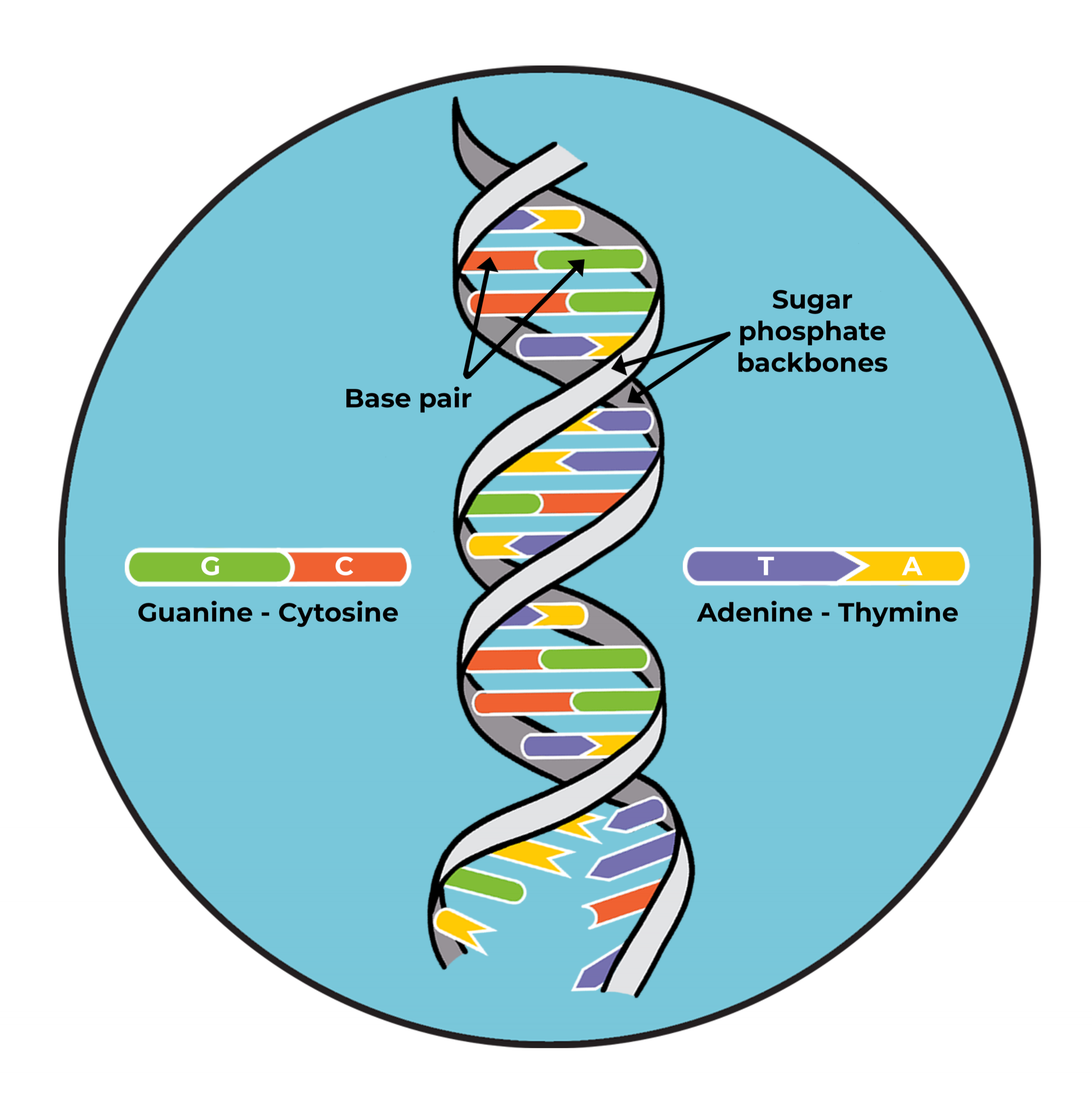 Structure of DNA.png