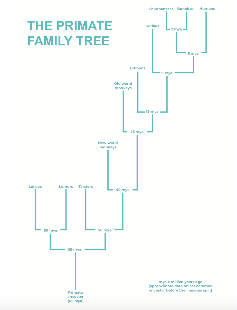 the primate family tree.png