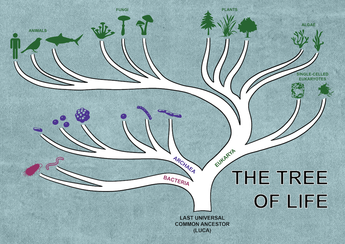 tree of life_blue background.png