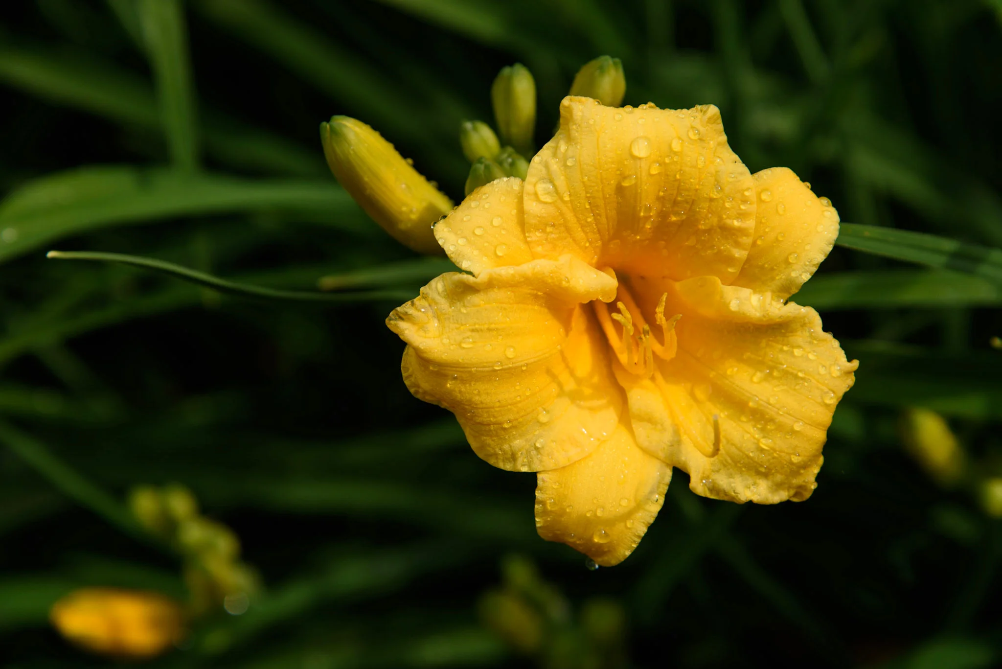 ClearSpaceFlower.jpg