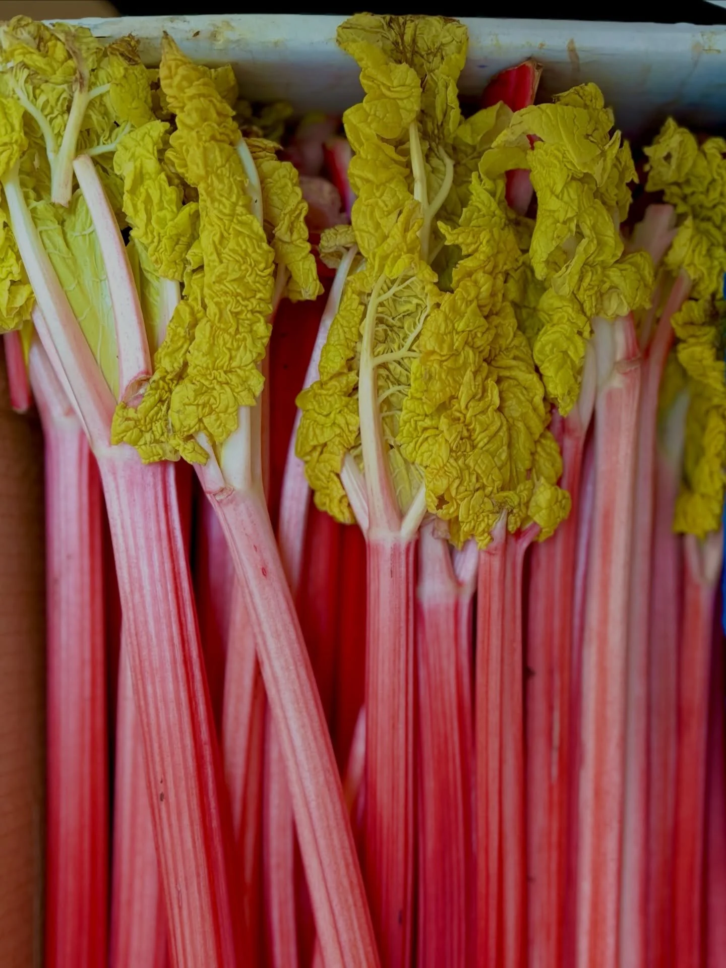 Tart, vibrant, unmistakably British.
Yorkshire rhubarb is here, and at @searcyslondon seasonal and local always lead the menu.