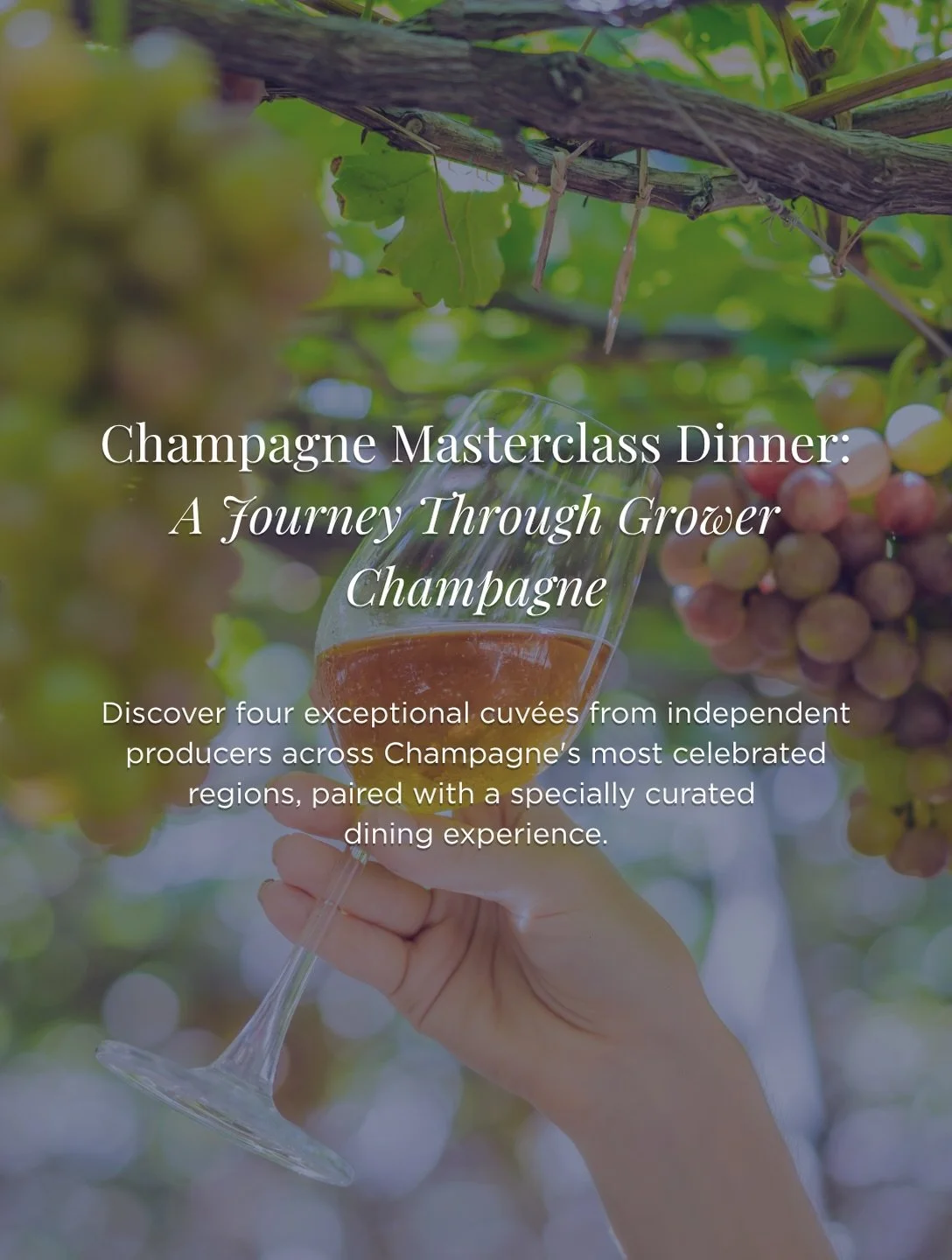 Champagne lovers, this one is for you.

An evening dedicated to discovery, where the spotlight falls on remarkable Champagne houses that deserve to be known as well as the grandes marques.

Led by Champagne expert Martin Dibben, this masterclass dinn