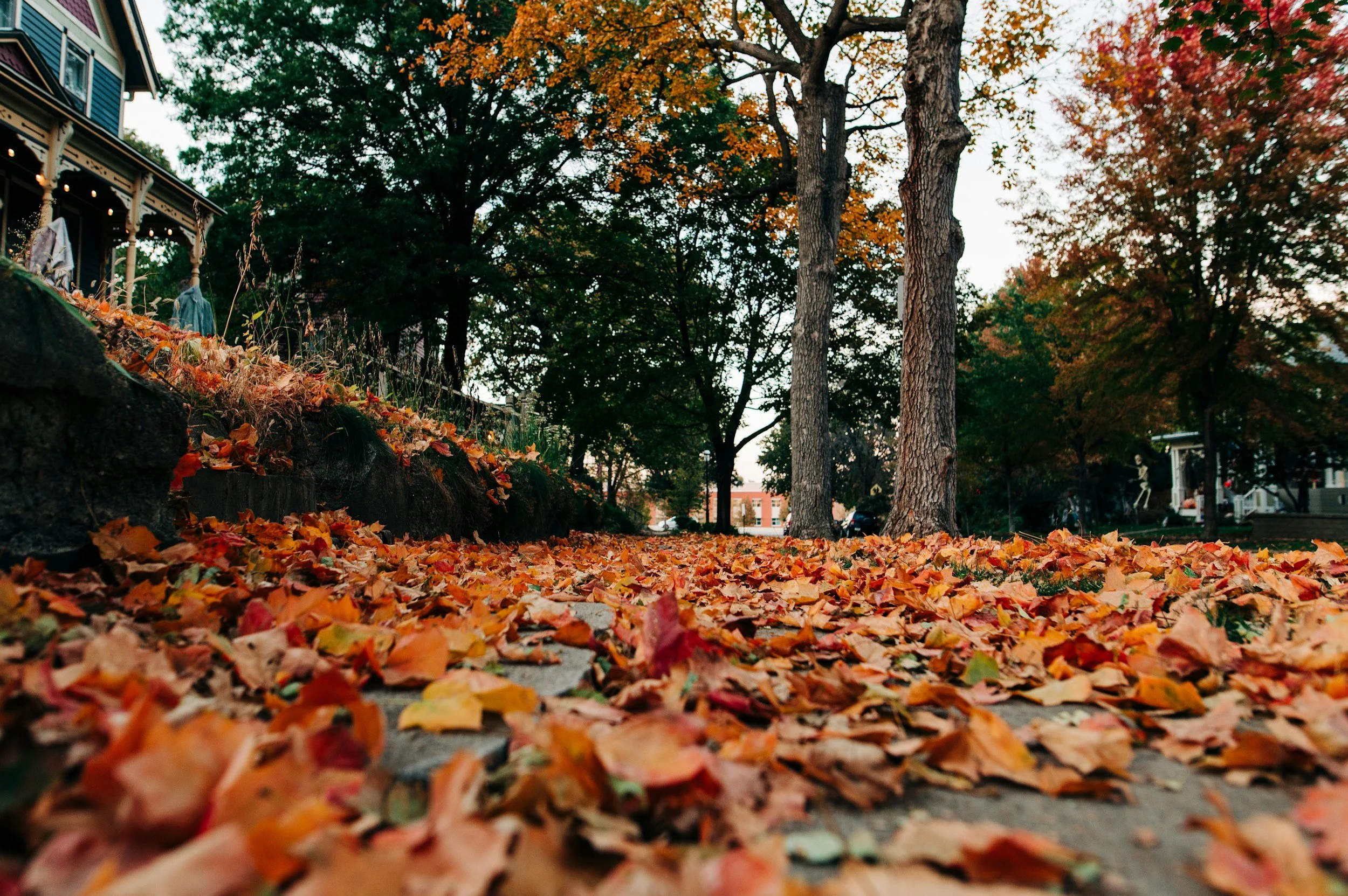 Adopt a Senior: Fall Clean-Up