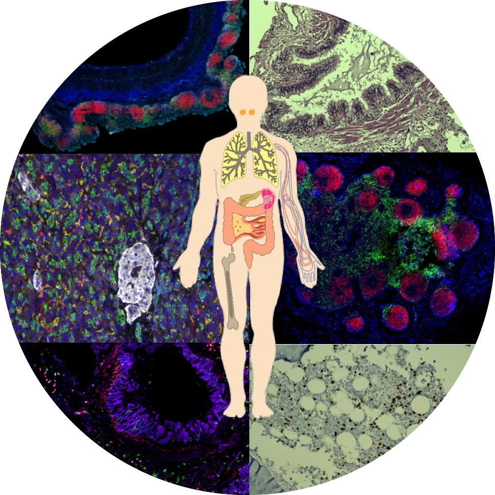composite organs.png