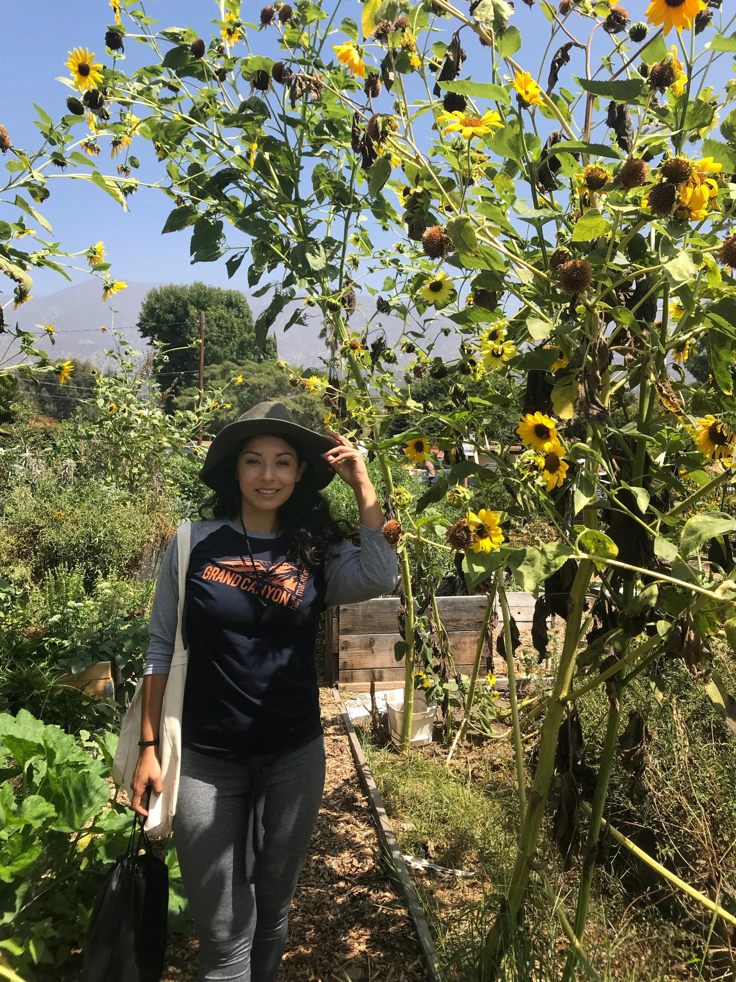 patty - sunflowers.jpeg