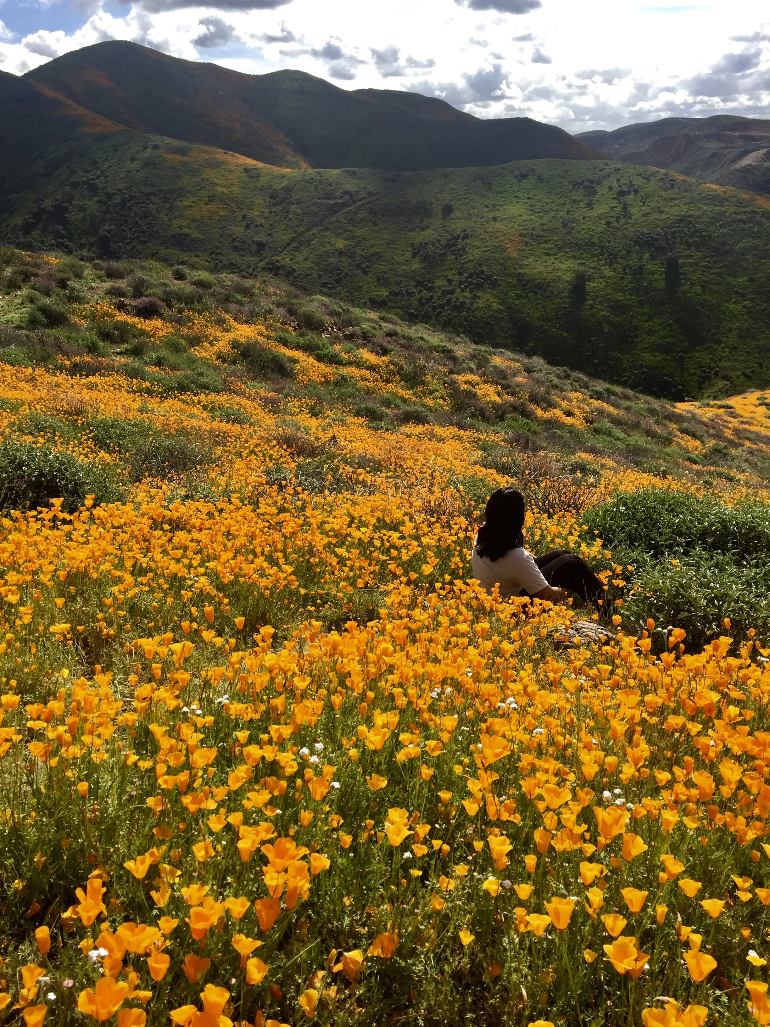 phary - poppies.jpg