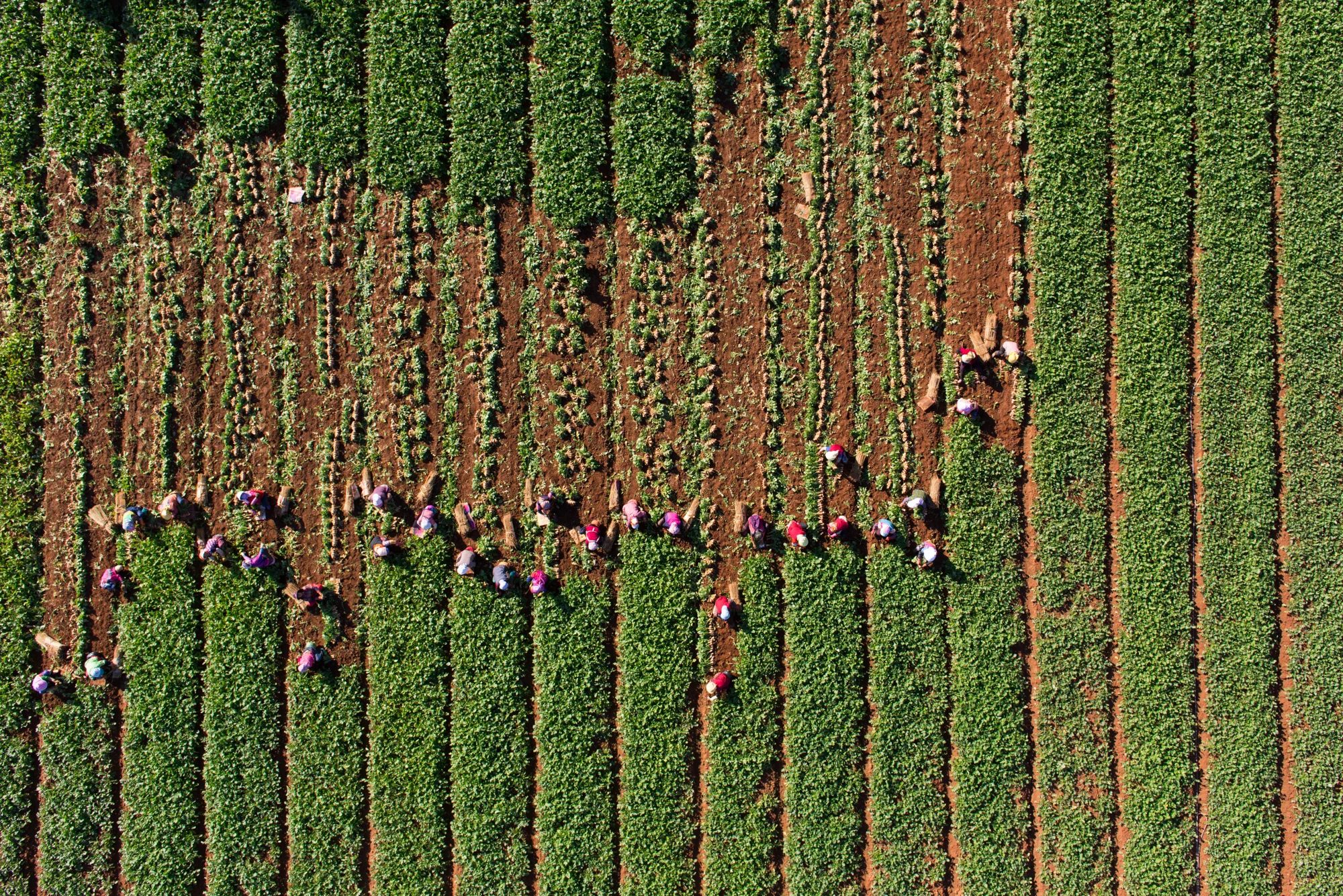 Drone_Pattern_.jpg