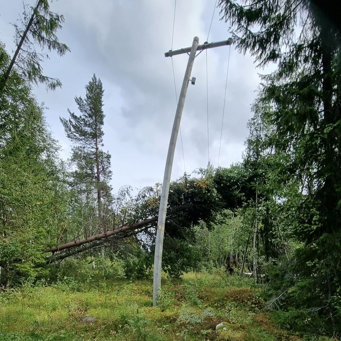 Tree on electrical line