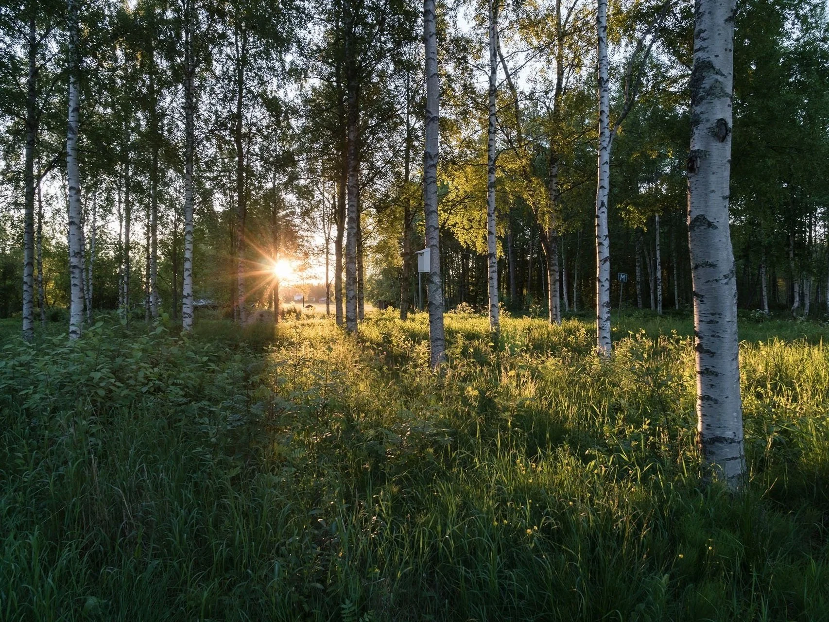 Solig sommardag i norrbotten