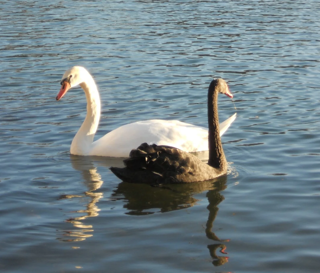   Yin &amp; yang- Life Movement  