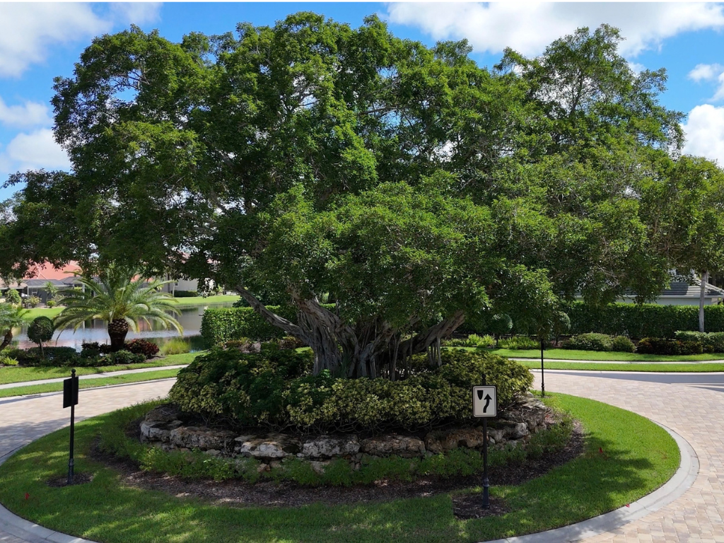 banyn woods banyan.png