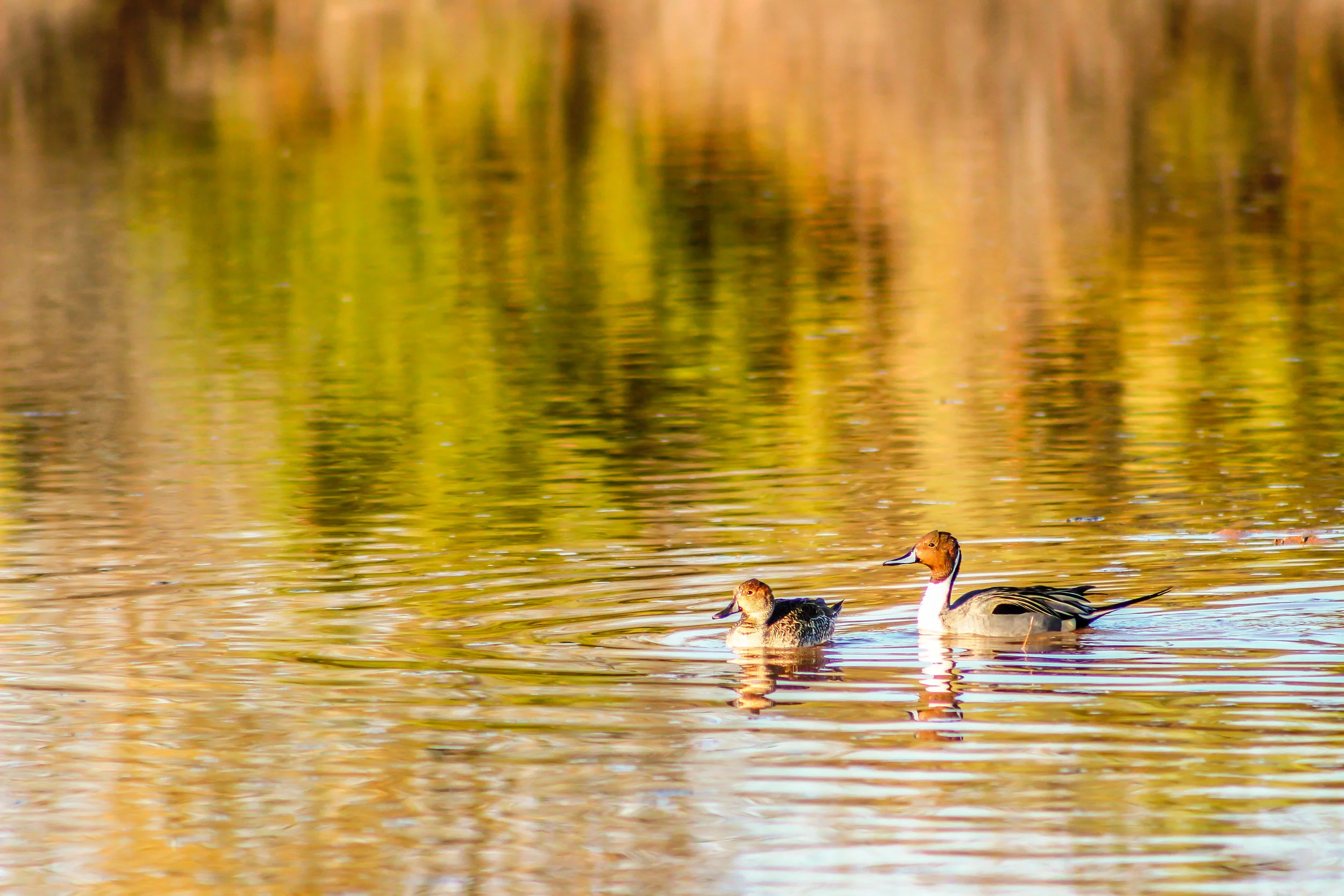 Pintail Pair Anas acuta