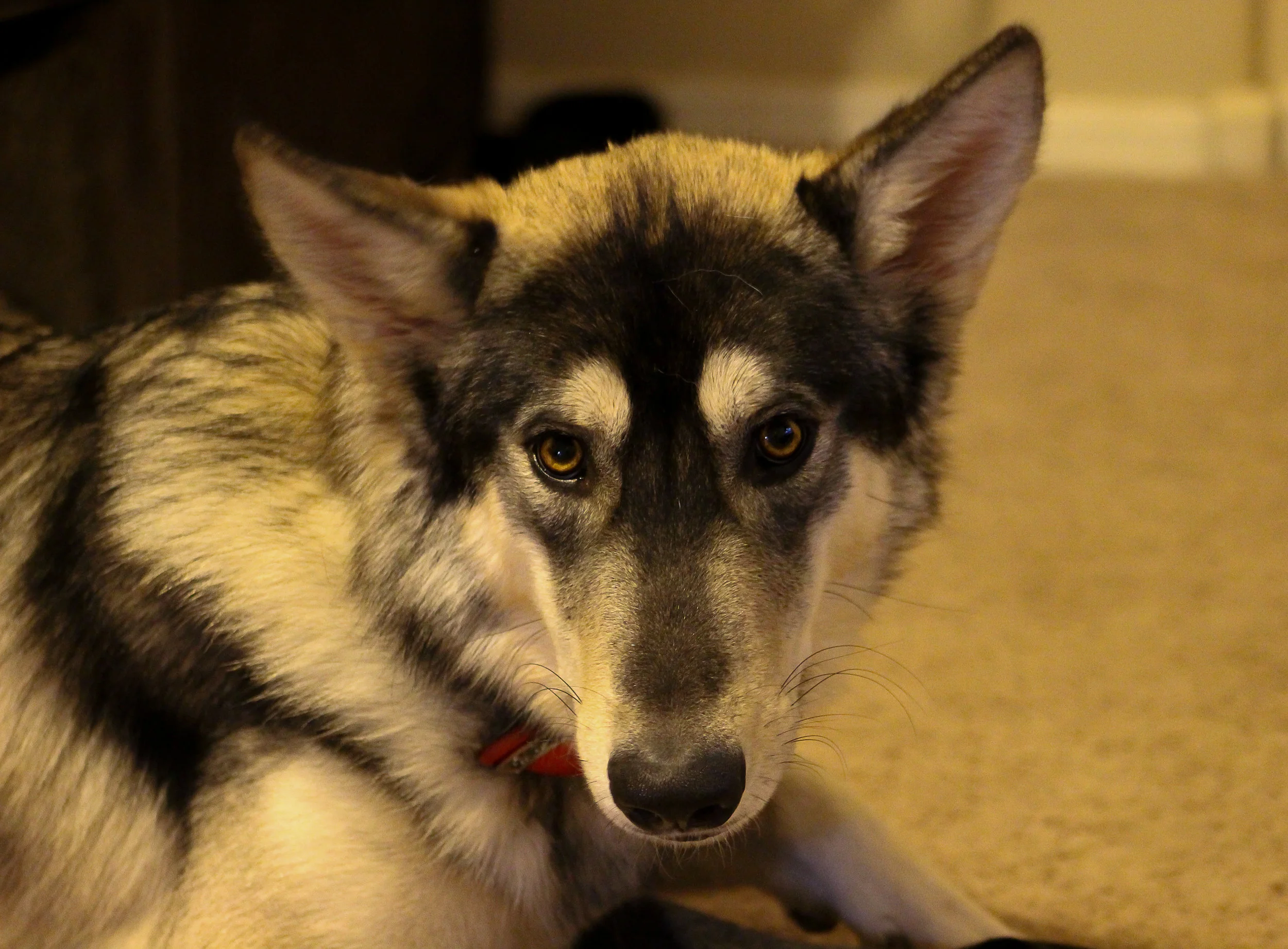 american shepherd tundra dog