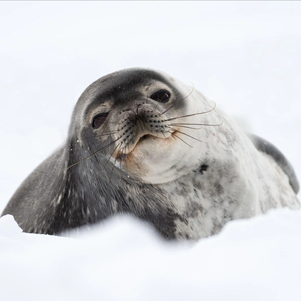 Silversea Luxury Antarctic Voyage