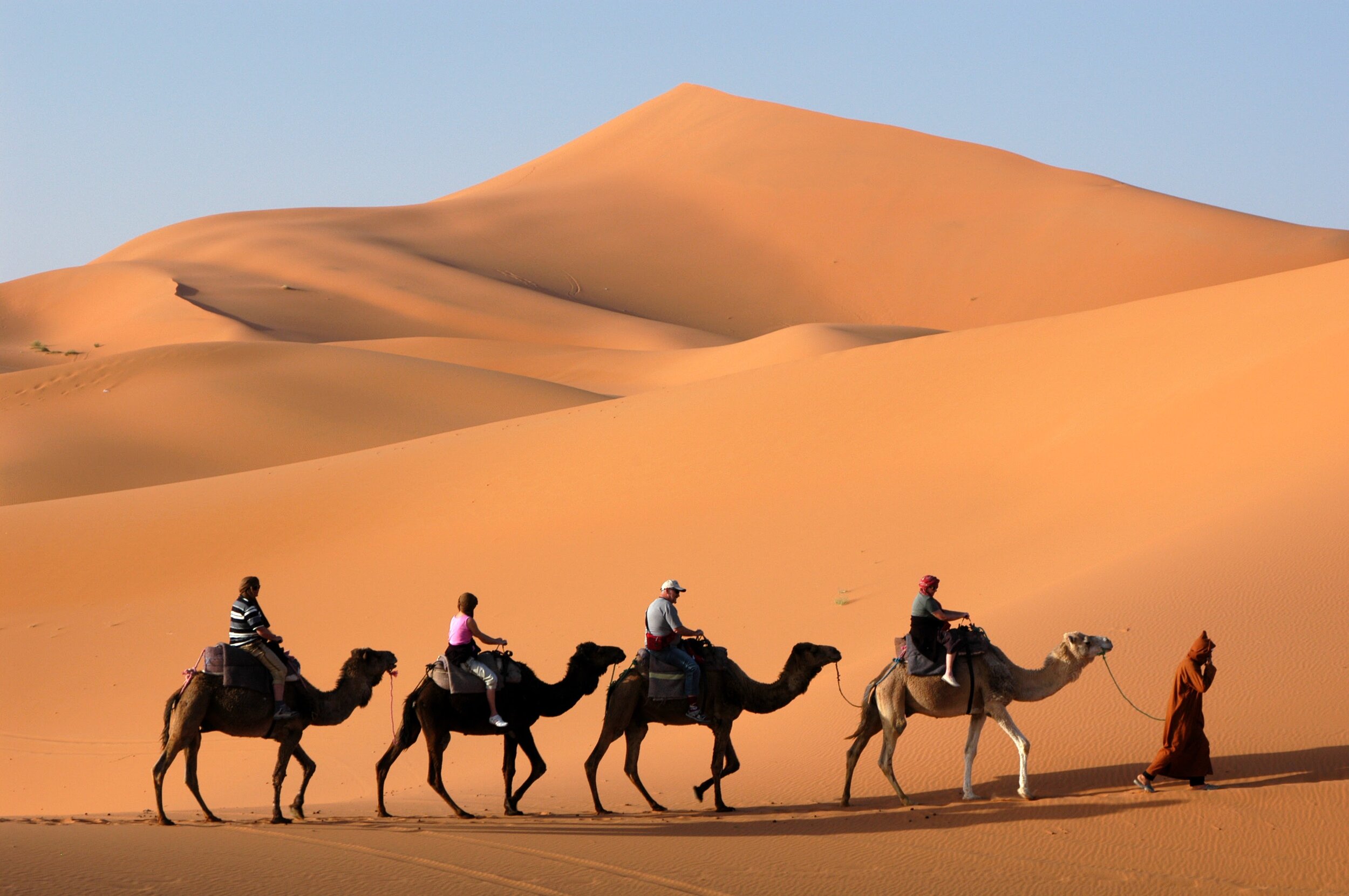 Camels.jpg