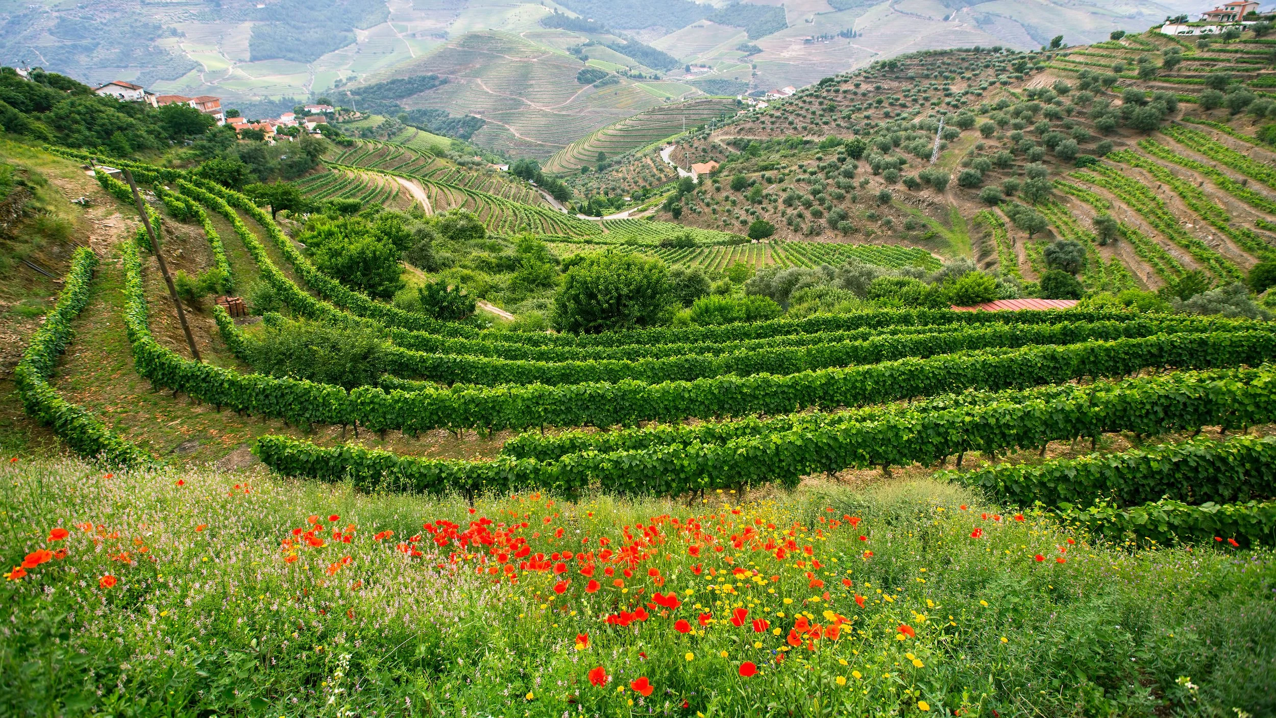 Porto - Douro Valley winery.jpg