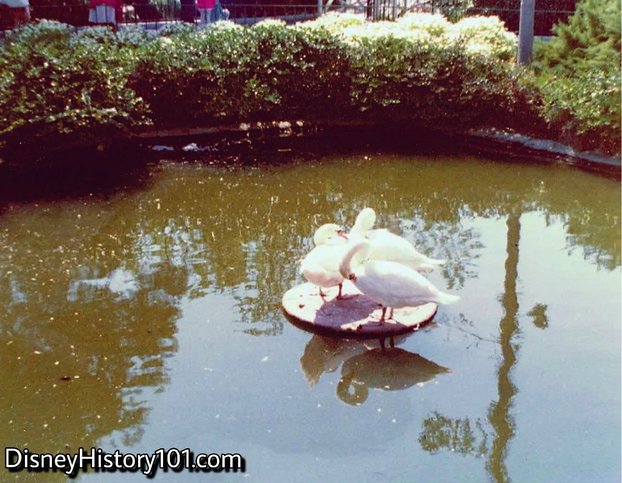 The swans of Swan Lake. 