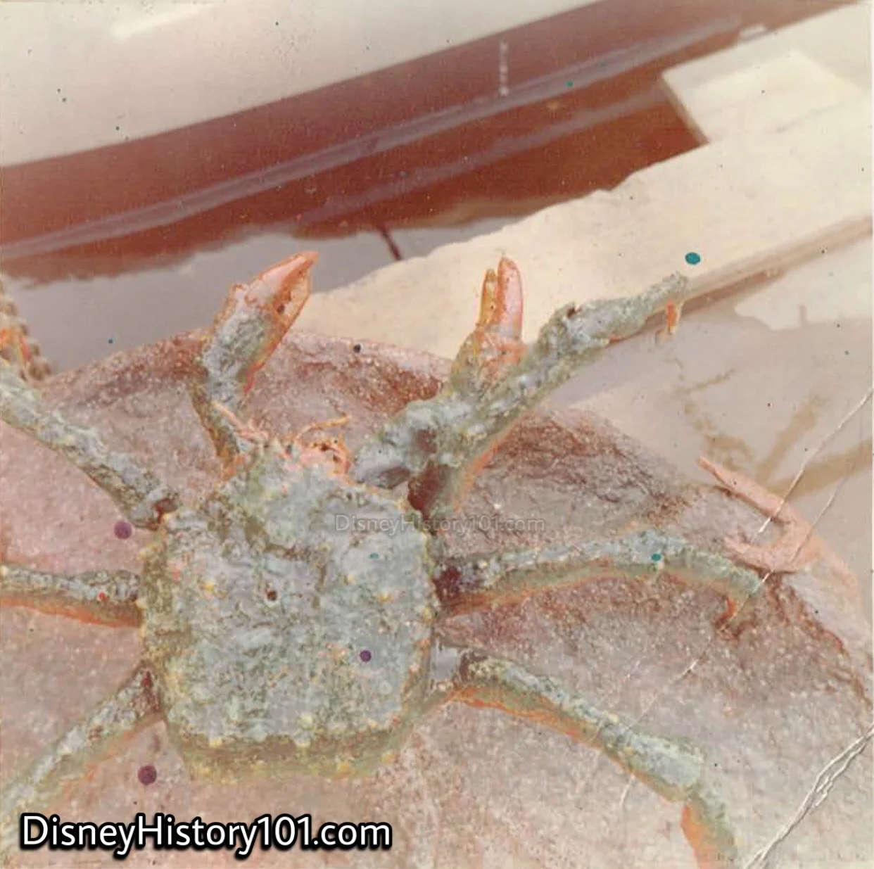 CRAB (FRONT LAGOON), c. 1972