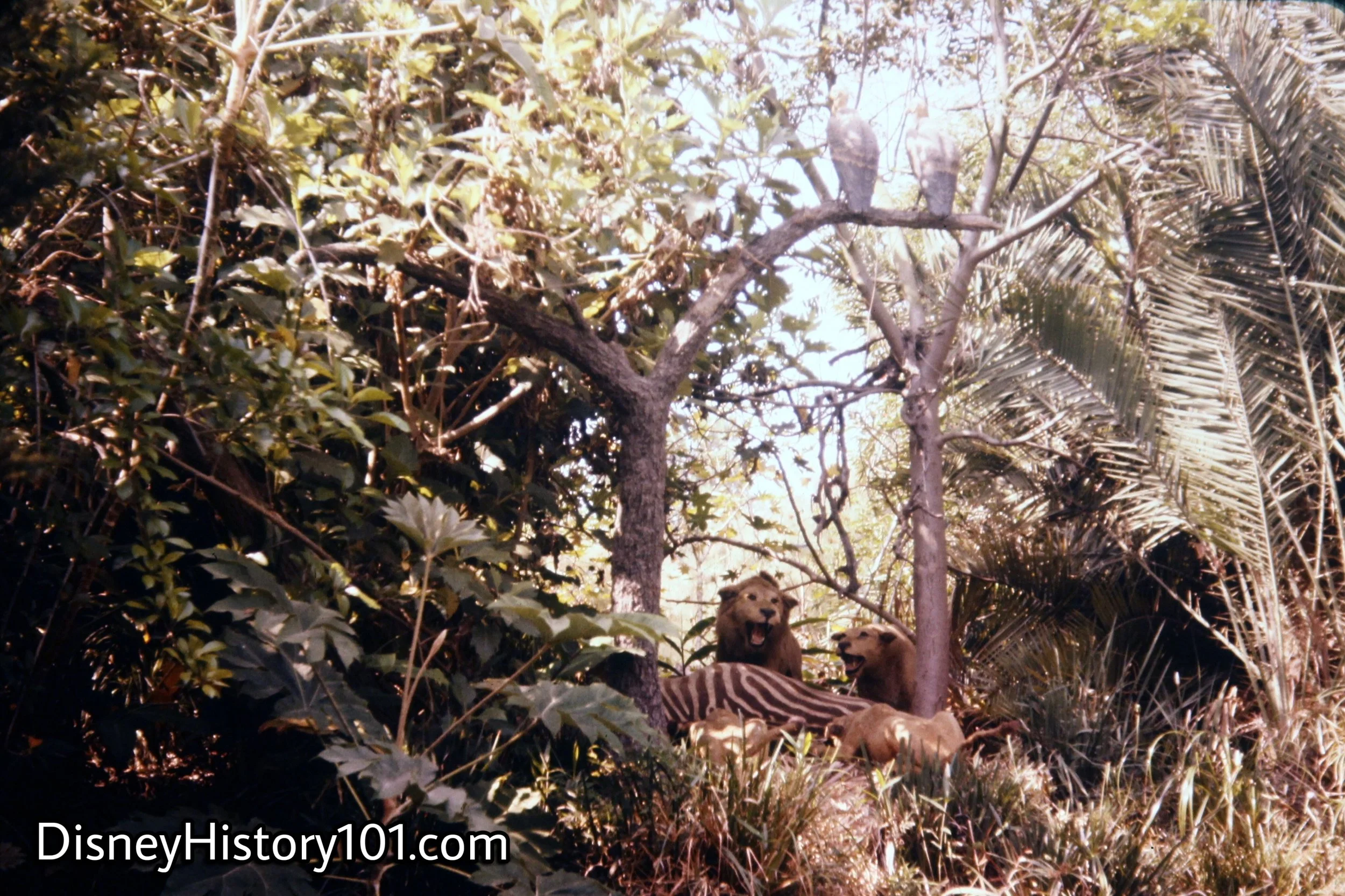 Lions and Lionesses, (1961)
