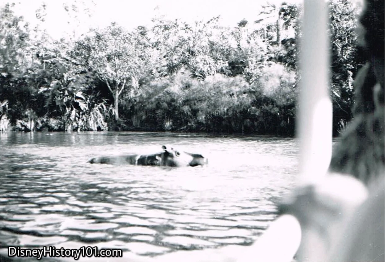 “HIPPO POOL”, 1962