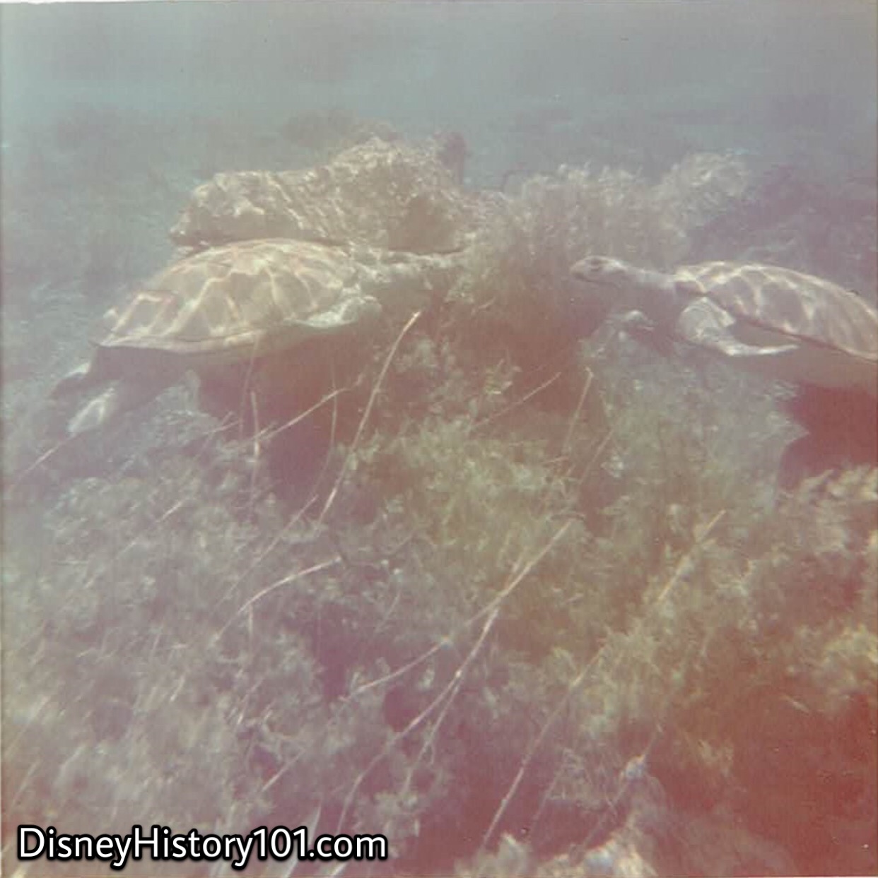 ROCKING TURTLES (1972)