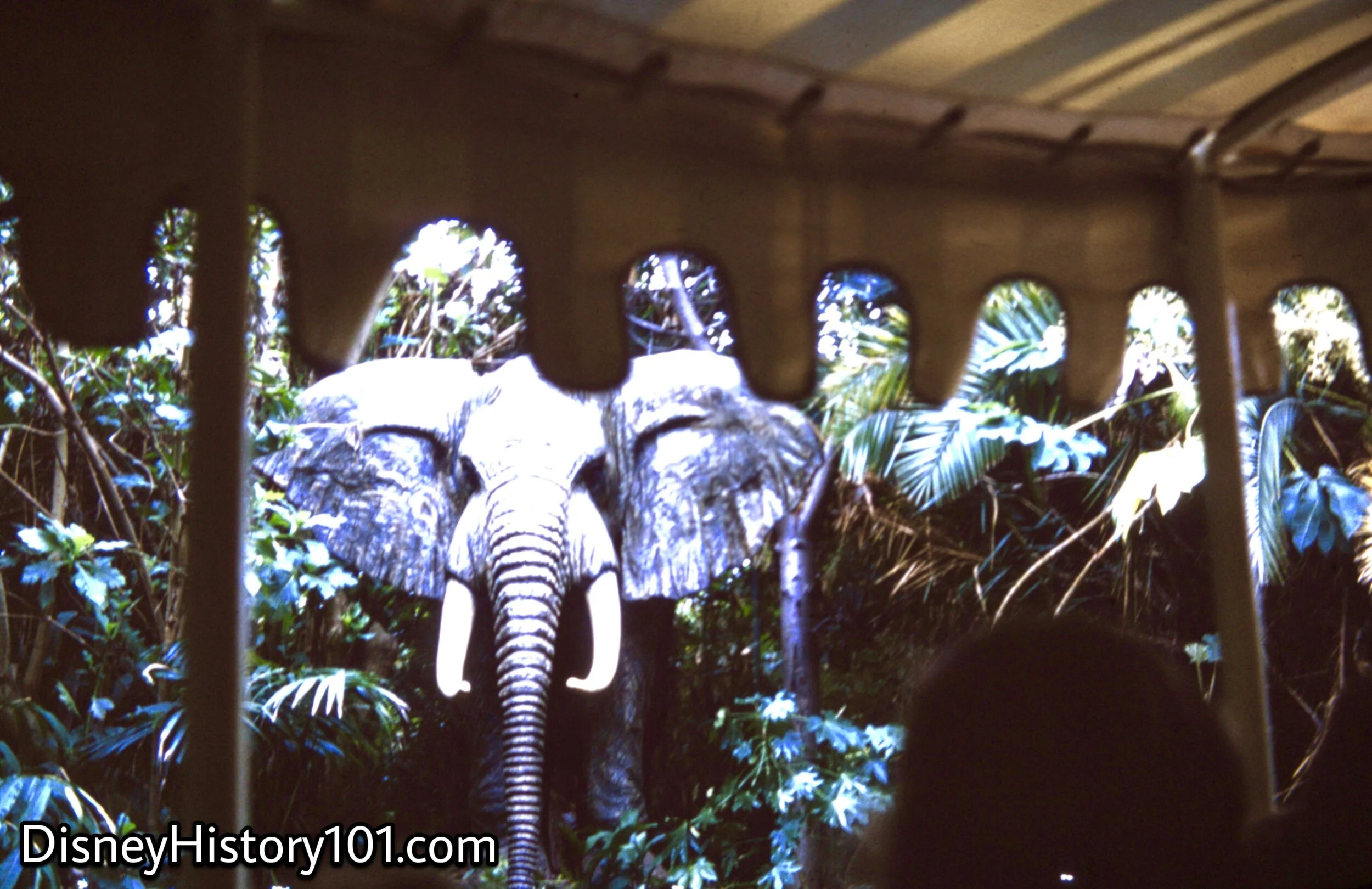 African Bull Elephant, (1964)