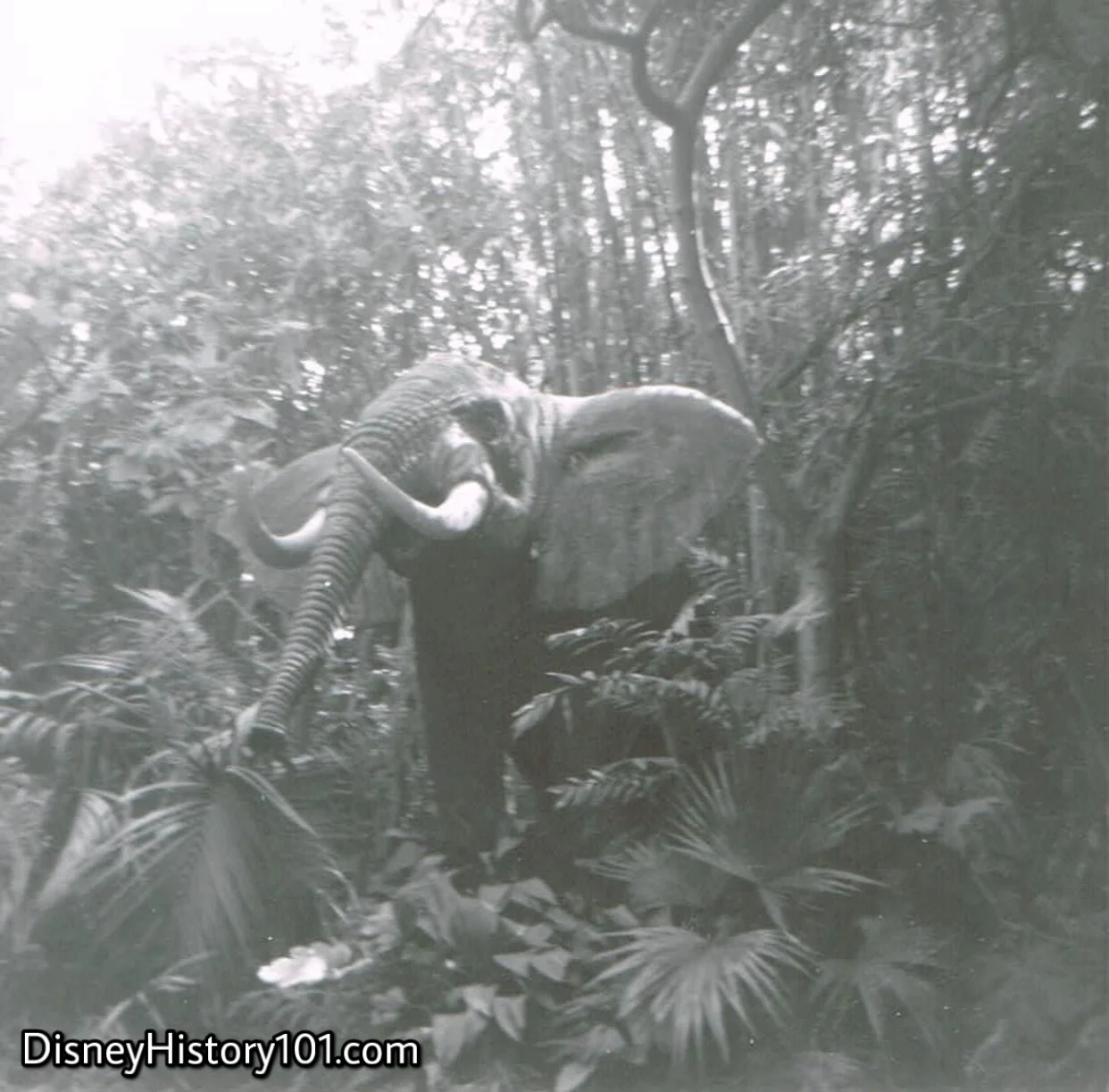 African Bull Elephant