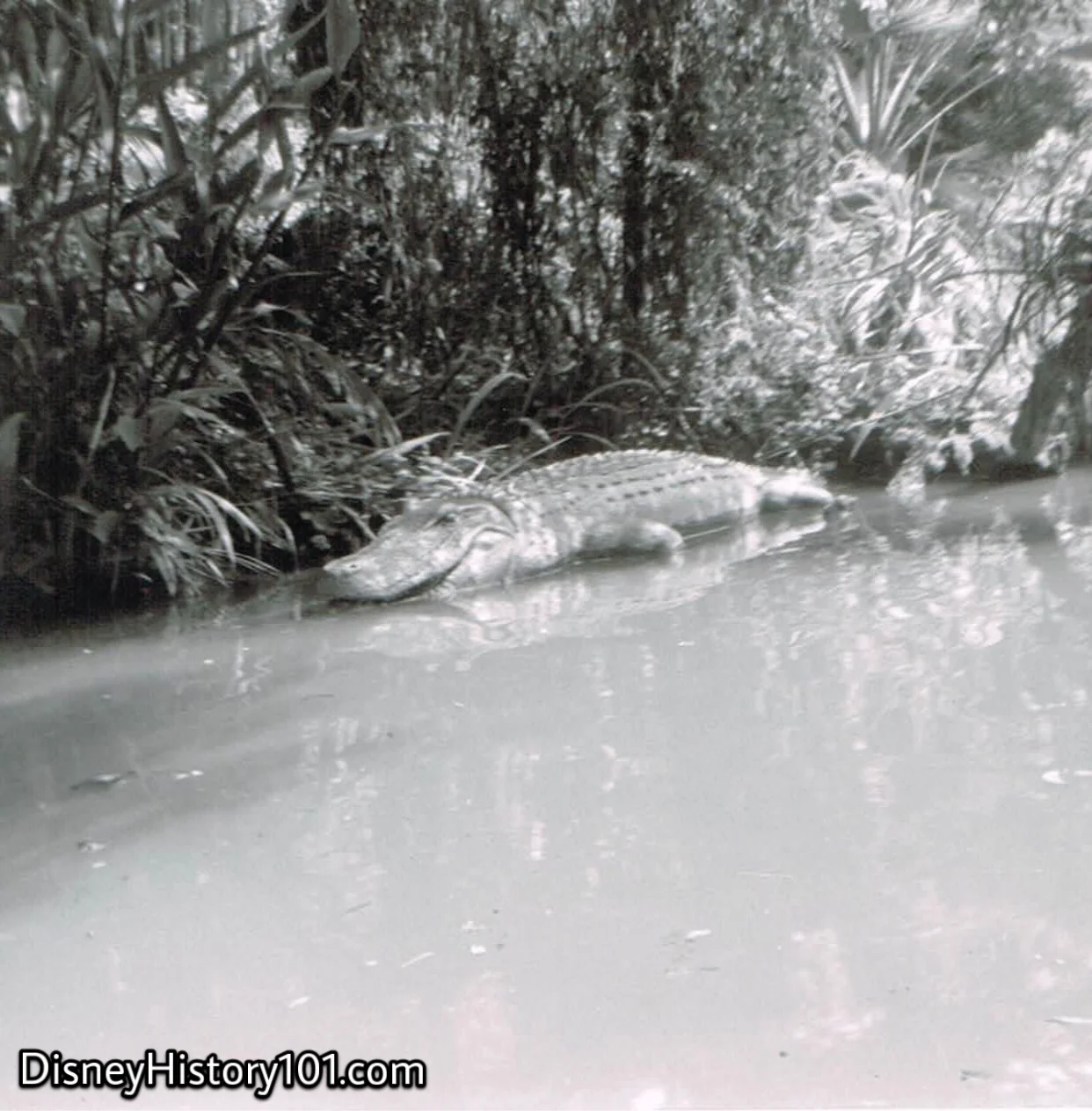 “CROCODILE INFESTED WATERS OF THE MEKONG RIVER, ASIA”