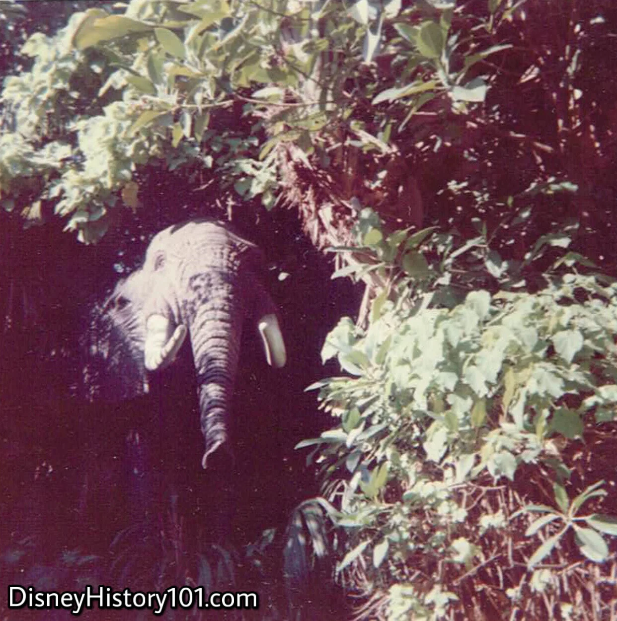 African Bull Elephant, (1969)