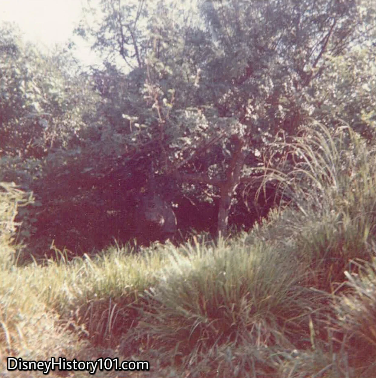 Rhinoceros Family, (1969)