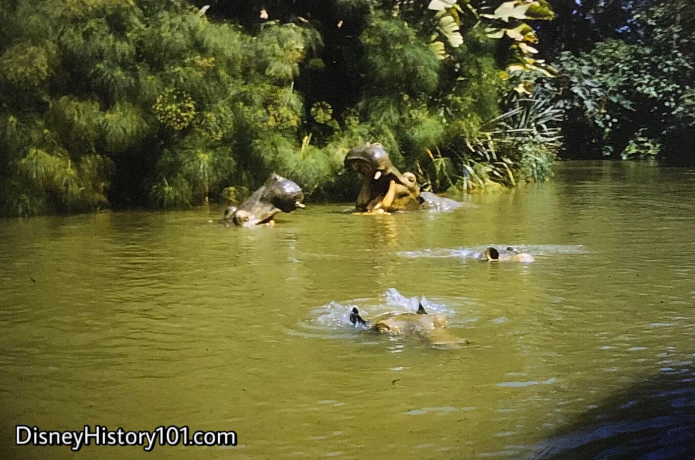 “HIPPO POOL”