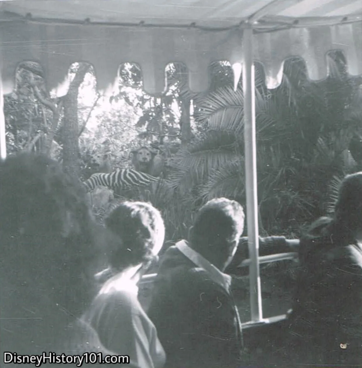 Lions and Lionesses