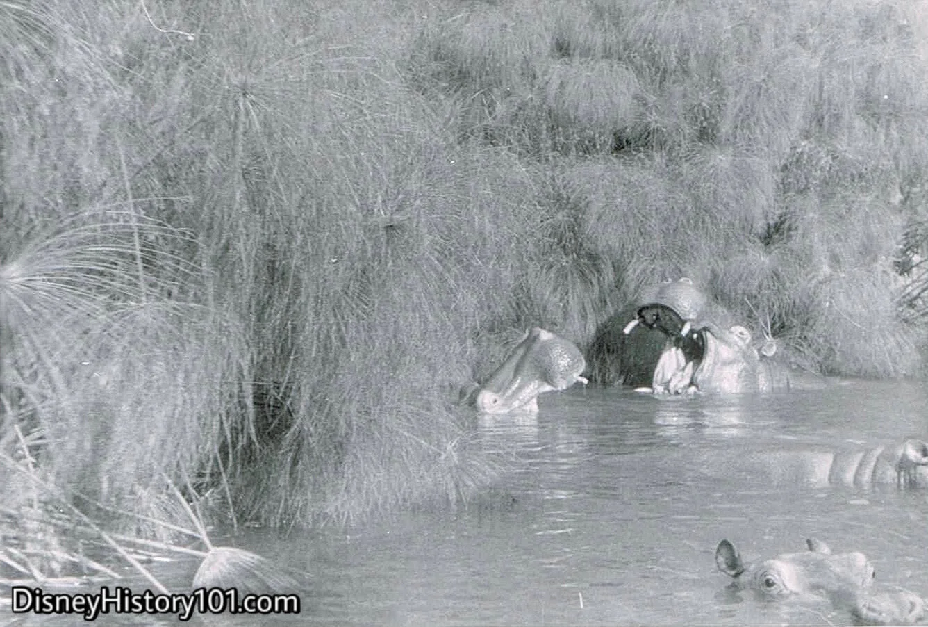 “HIPPO POOL”