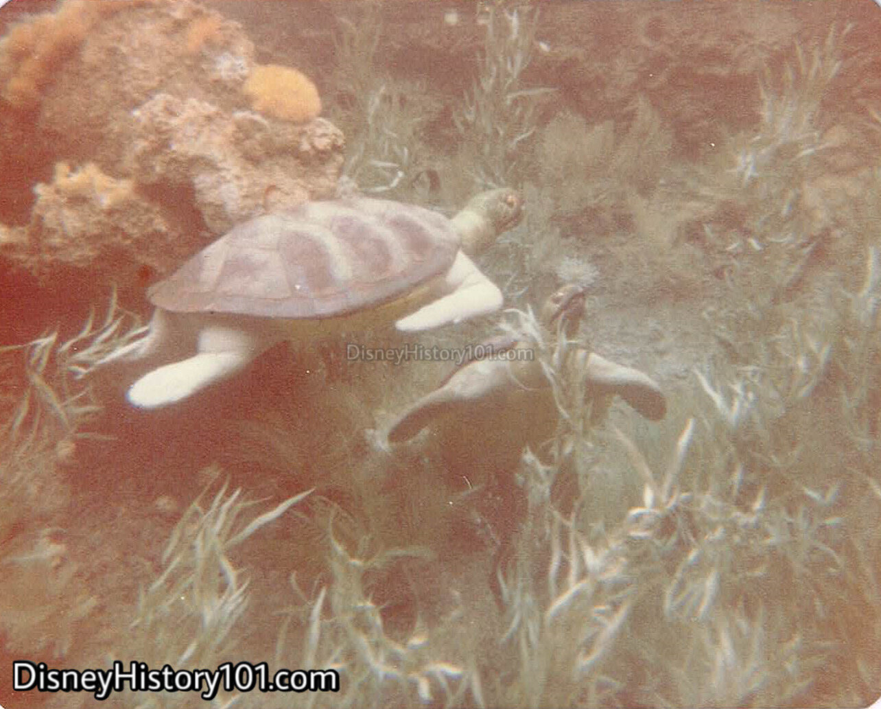 ROCKING TURTLES (1981)