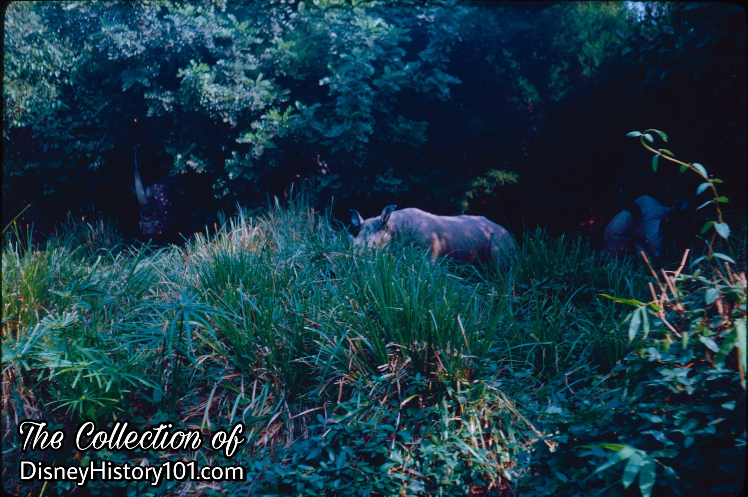 Rhinoceros Family, (1961)