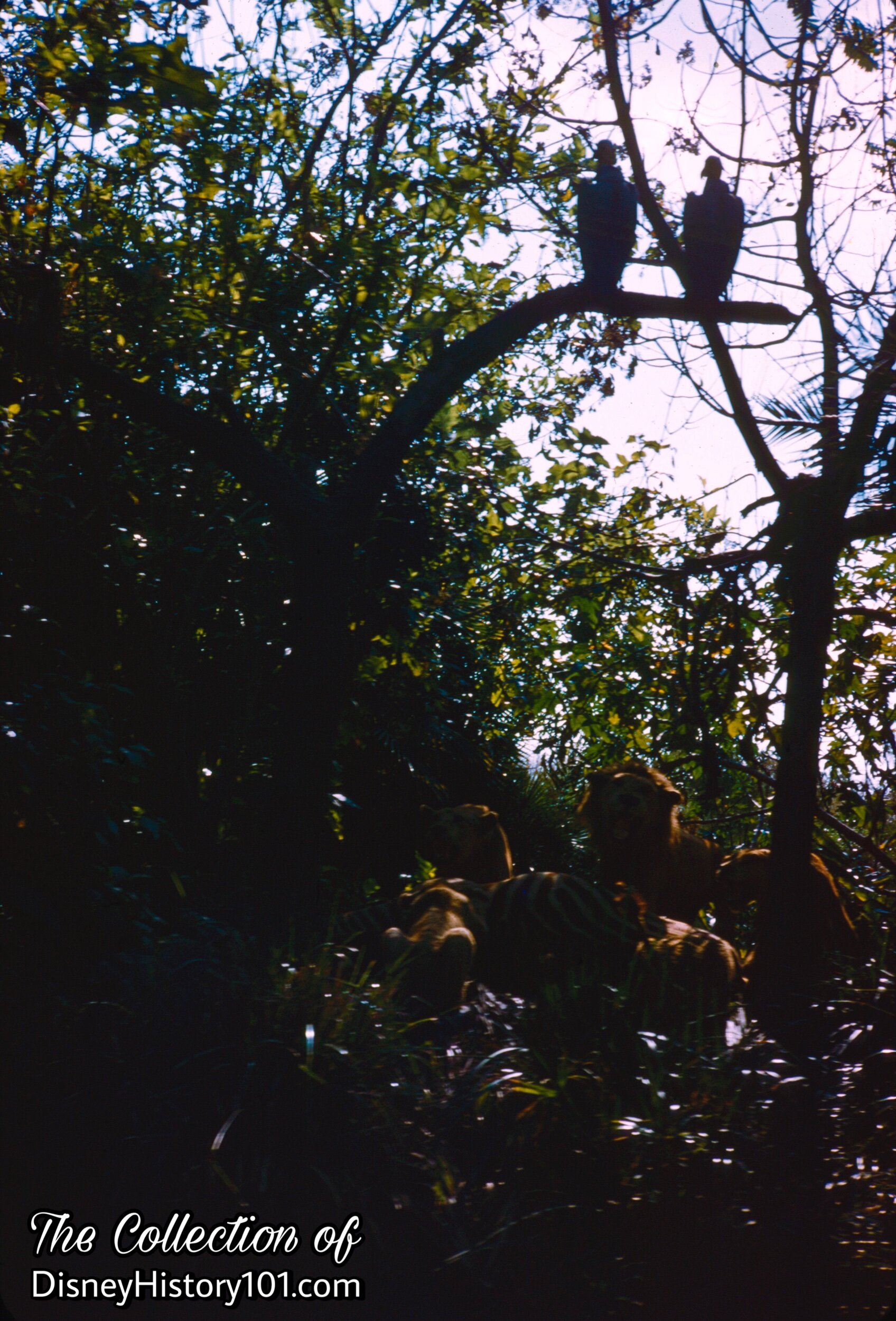 Lions and Lionesses, (1961)