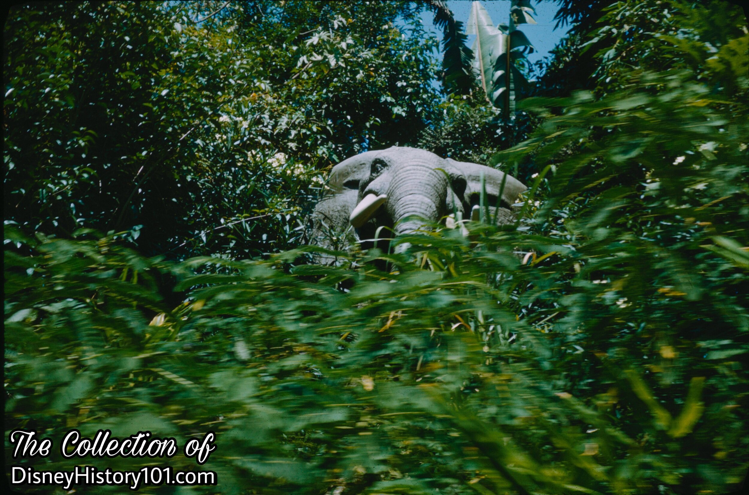 African Bull Elephant 