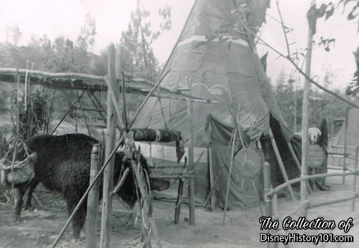 Buffalo (American Bison) and "Chief's Council Tepee" Exhibit