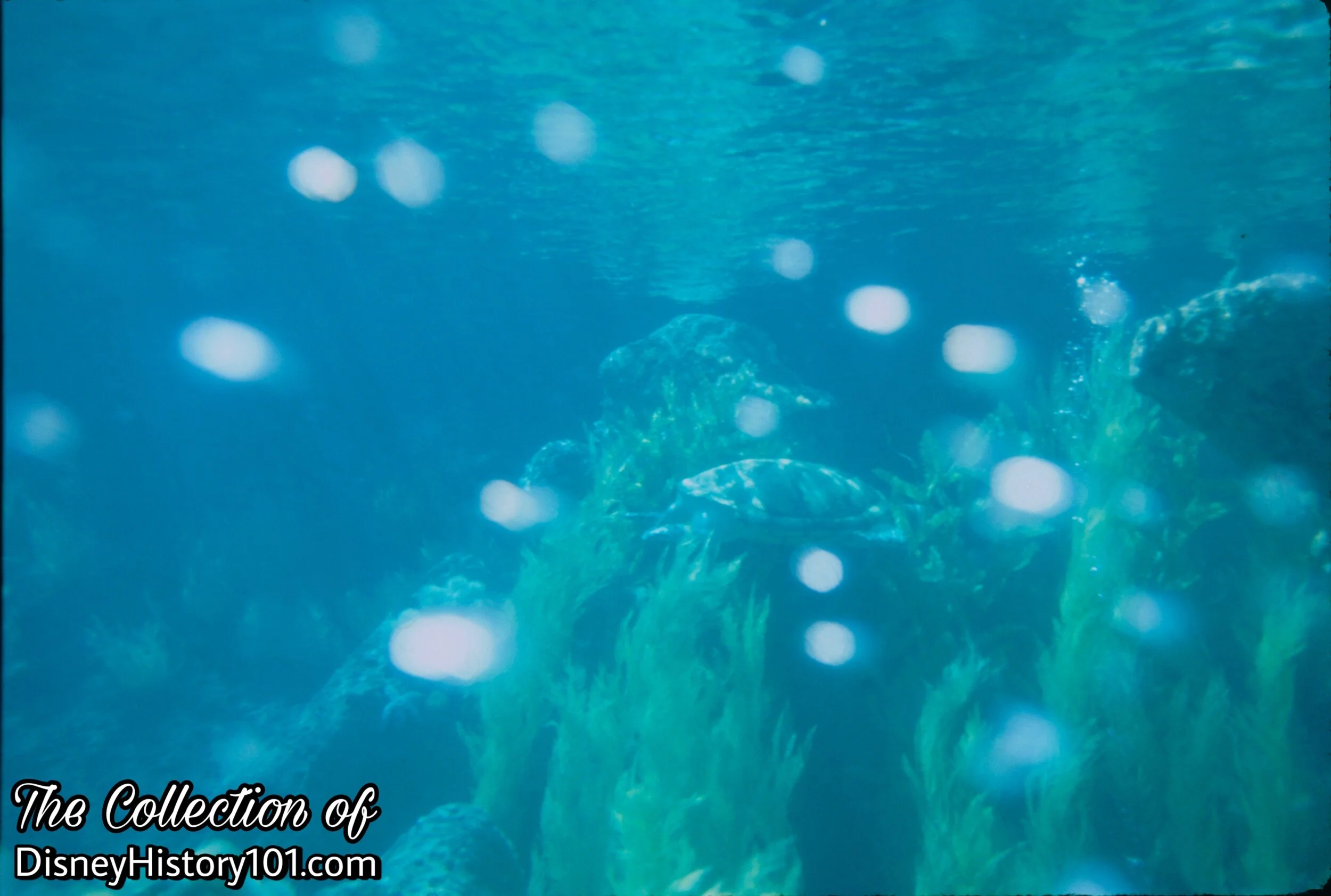 SEA TURTLES (starboard), (July, 1979)