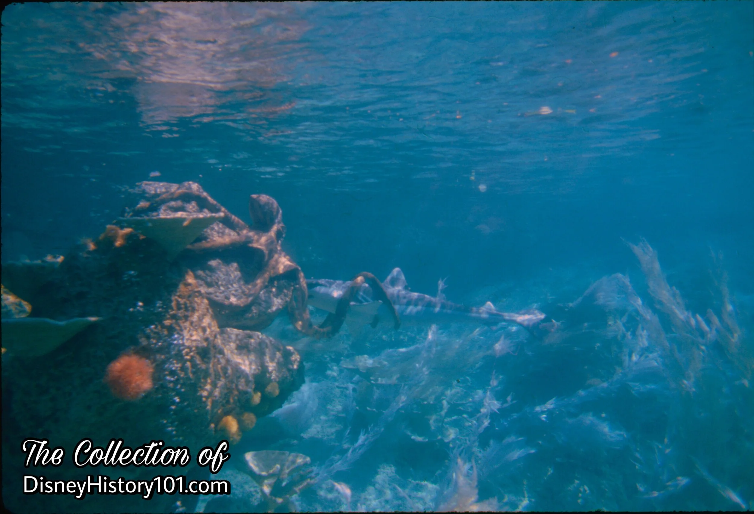 OCTOPUS AND SHARK (starboard), (July, 1979)