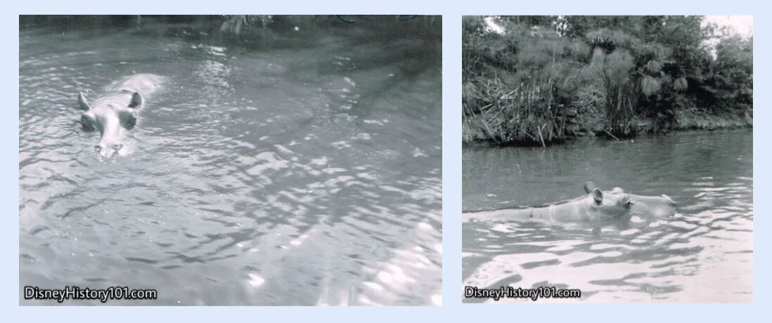  Still, more thrills and excitement await guests as a hippo “charges”  a river boat in Adventureland.  As the Pasadena Star-News (Friday, December 14, 1955) reported,  “a monstrous hippopotamus rears suddenly from the Nile”.  
