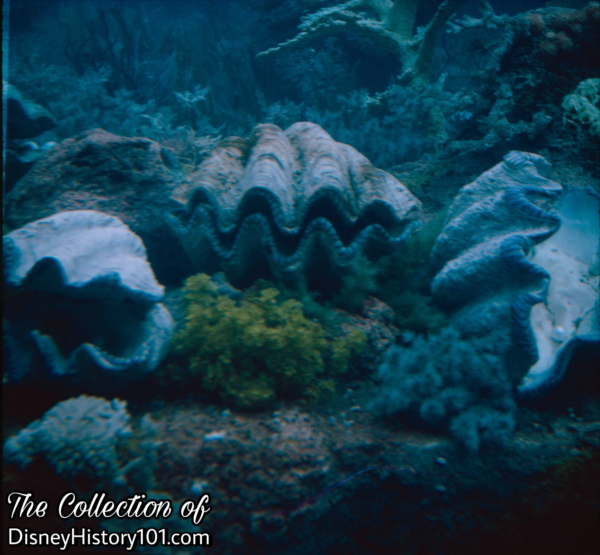 Giant Clams emitting air bubbles, (July, 1964)