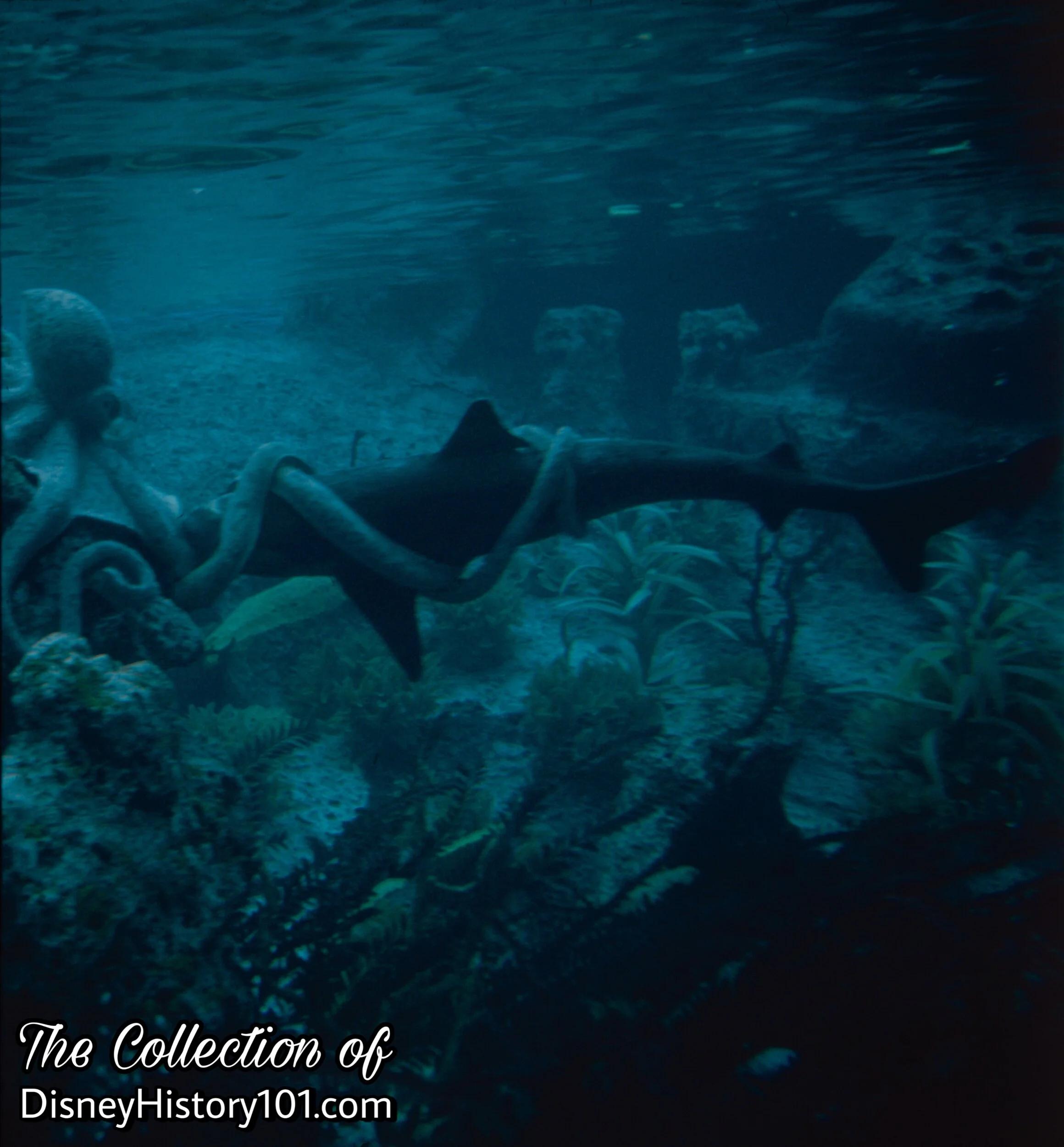 “Shark Vs. Octopus Fight”, c. July, 1964.