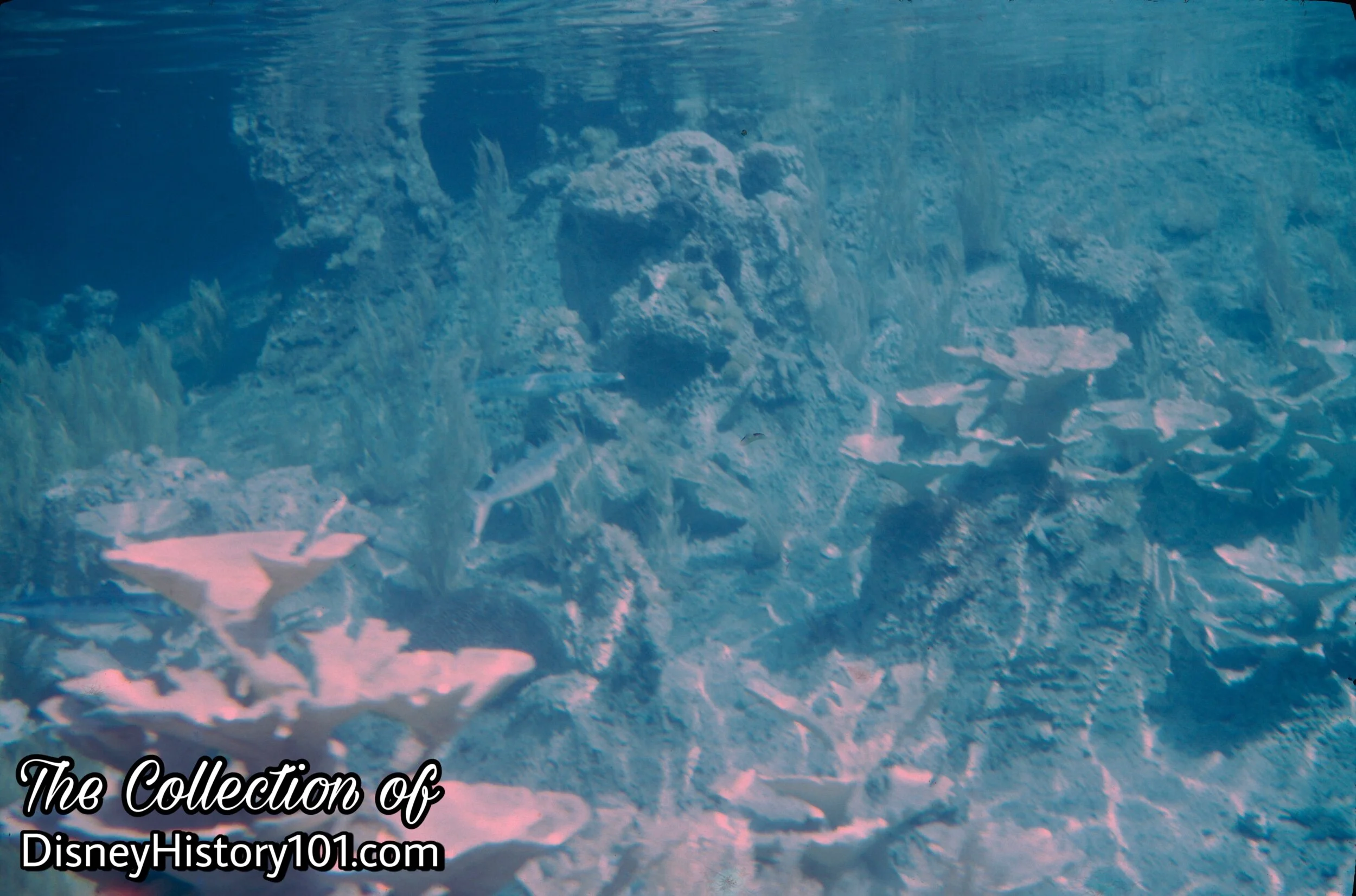 CORAL REEF (c. September, 1976)