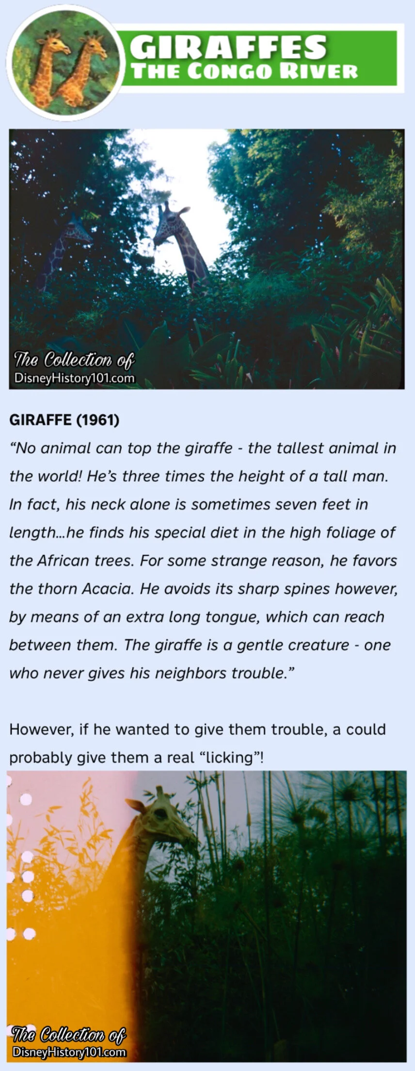 GIRAFFE, (c. January, 1969)