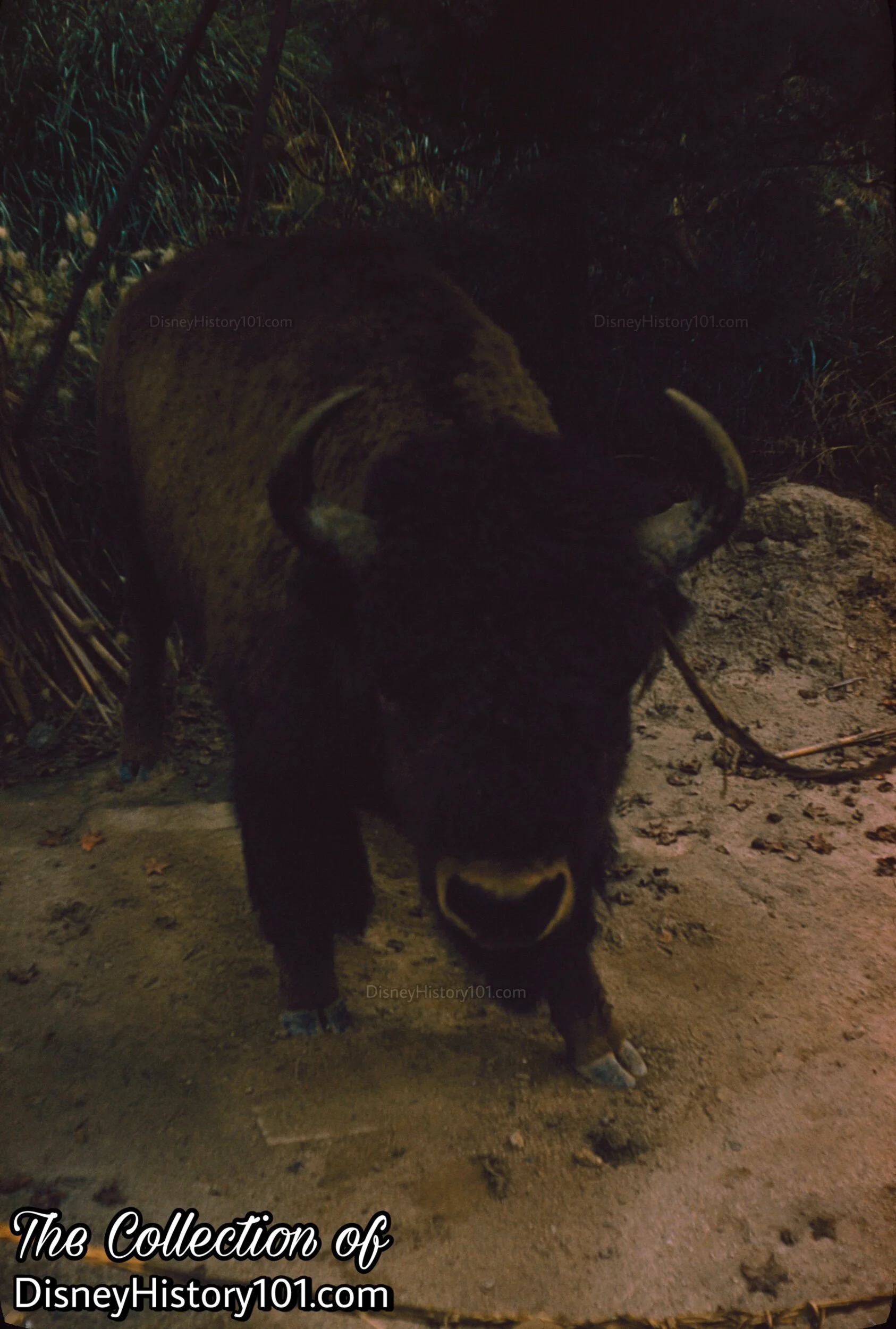 The Sacred Buffalo (American Bison) Exhibit, (November 14, 1957)