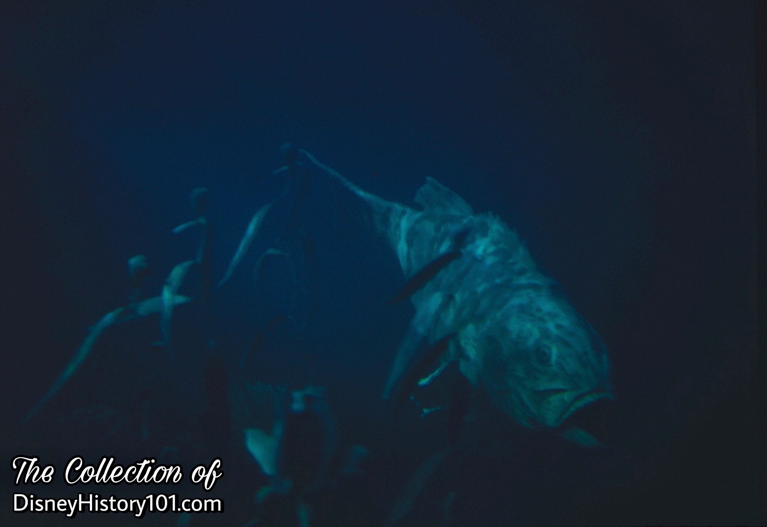 GIANT SEA BASS (May, 1960)