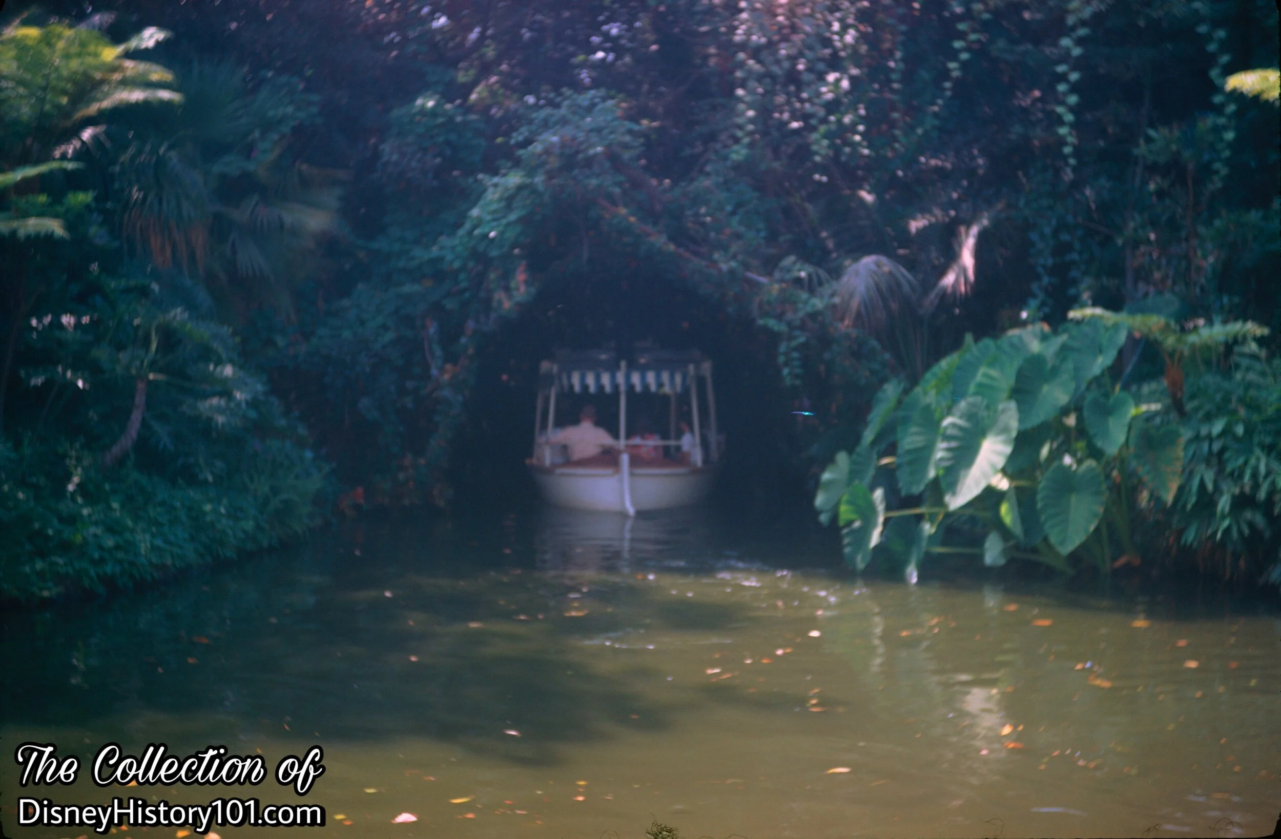 Rain Forest, (c. September, 1970)