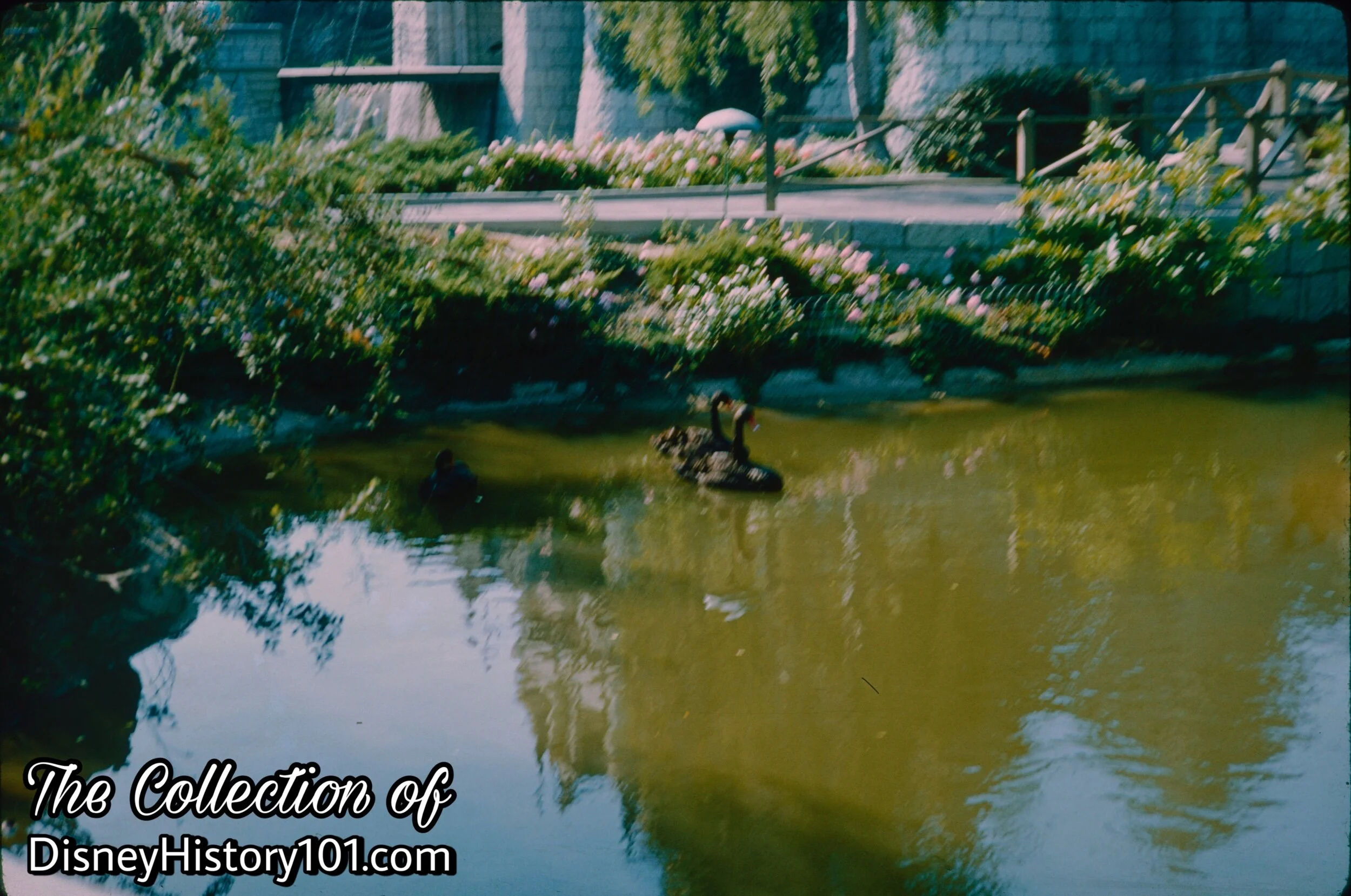 Swan Lake and swans, September, 1962.